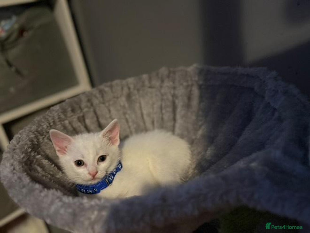 Turkish Angora cats for sale: Turkish Angora kittens - Image 13