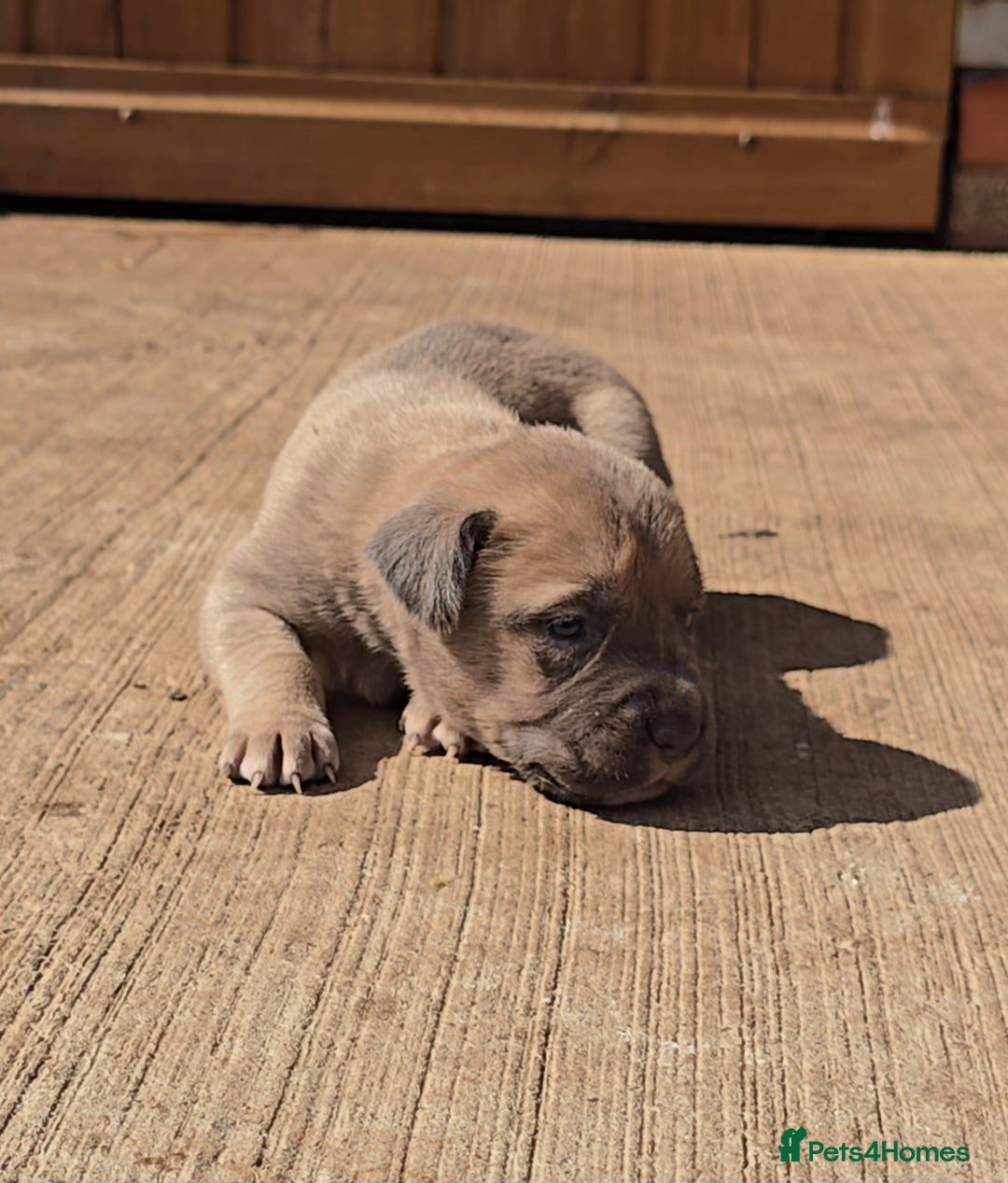 Cane Corso dogs for sale: Beautiful Italian Mastiff available - Image 15