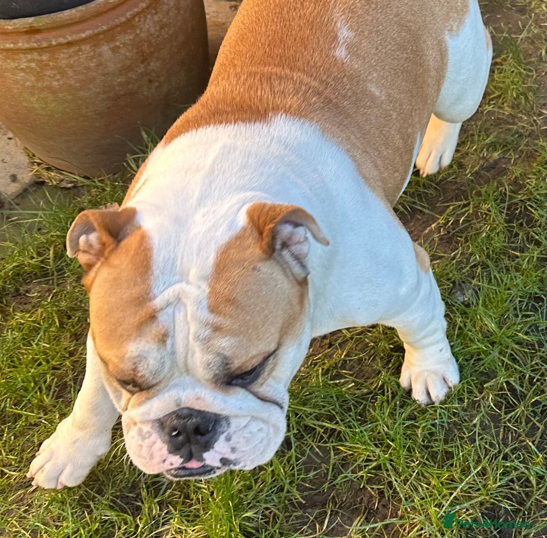 English Bulldog dogs for sale: Beautiful healthy pet female bulldog 2.5yrs old - Advert 4