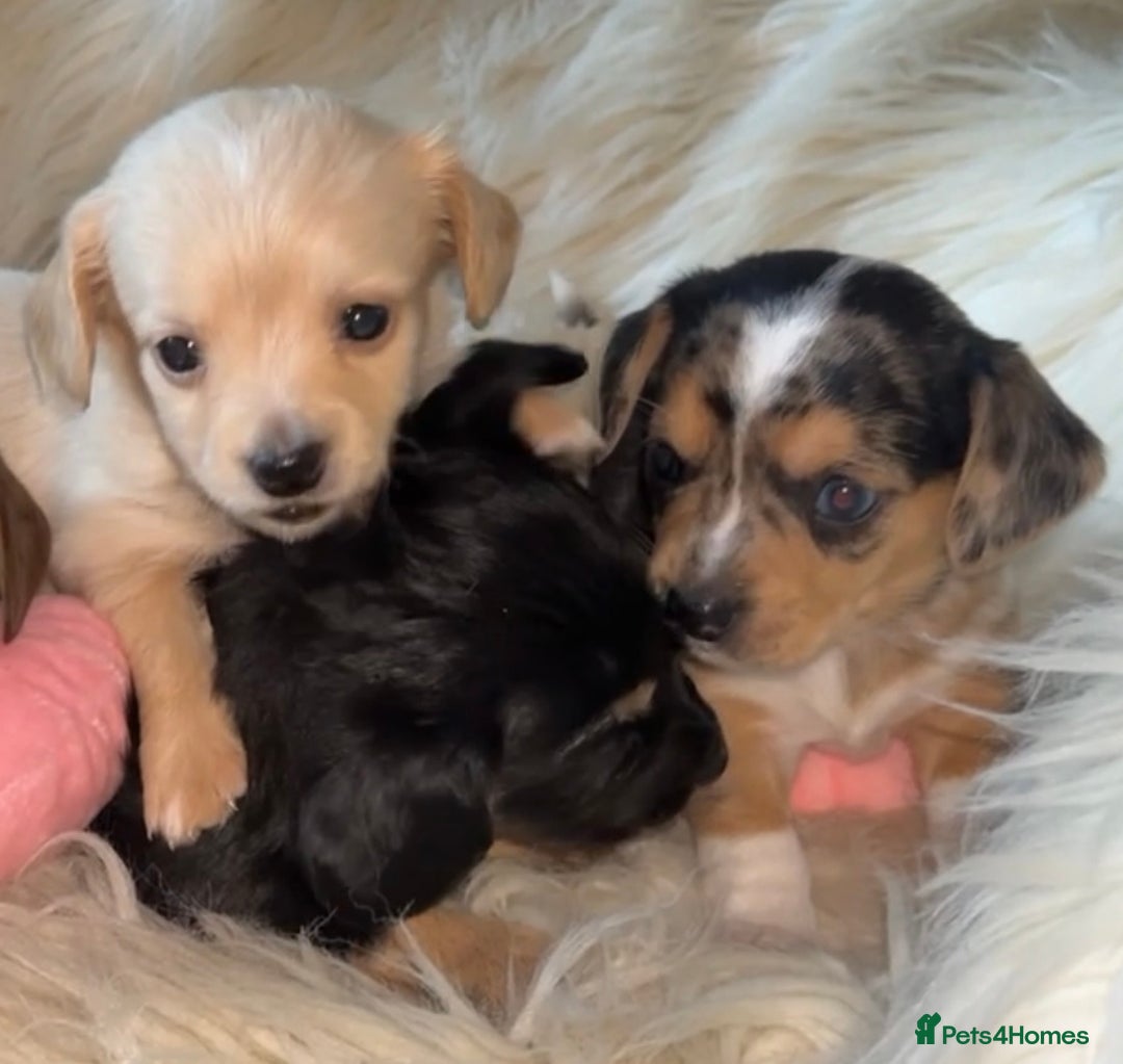 Dachshund dogs for sale: Gorgeous mini Dacshund X puppies🐾 - Advert 12