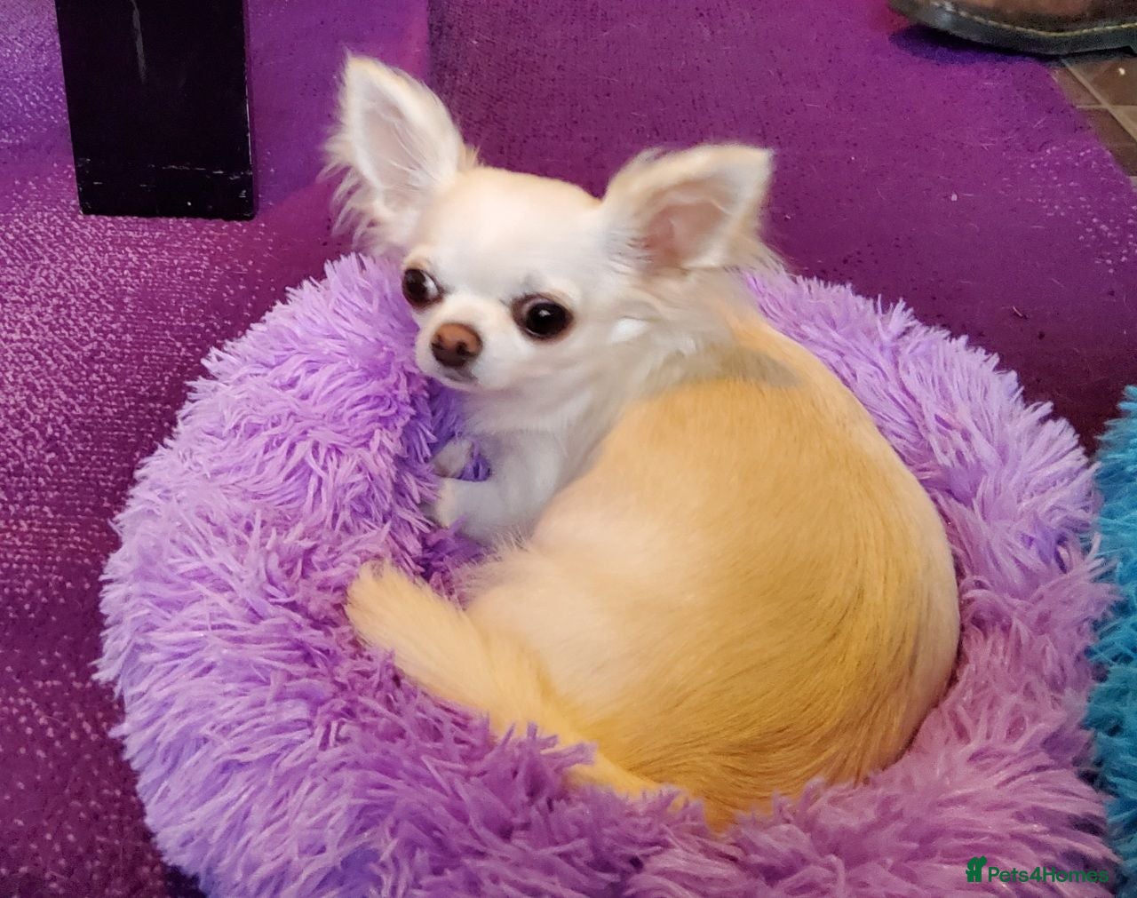 Chihuahua dogs 6 year old KC Russian Chihuahua For Sale, Fife ,  - Advert 2