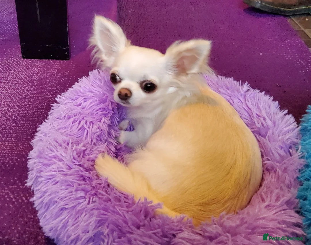 Chihuahua dogs for sale: 6 year old KC Russian Chihuahua For Sale, Fife ,  in Dunfermline - Advert 1