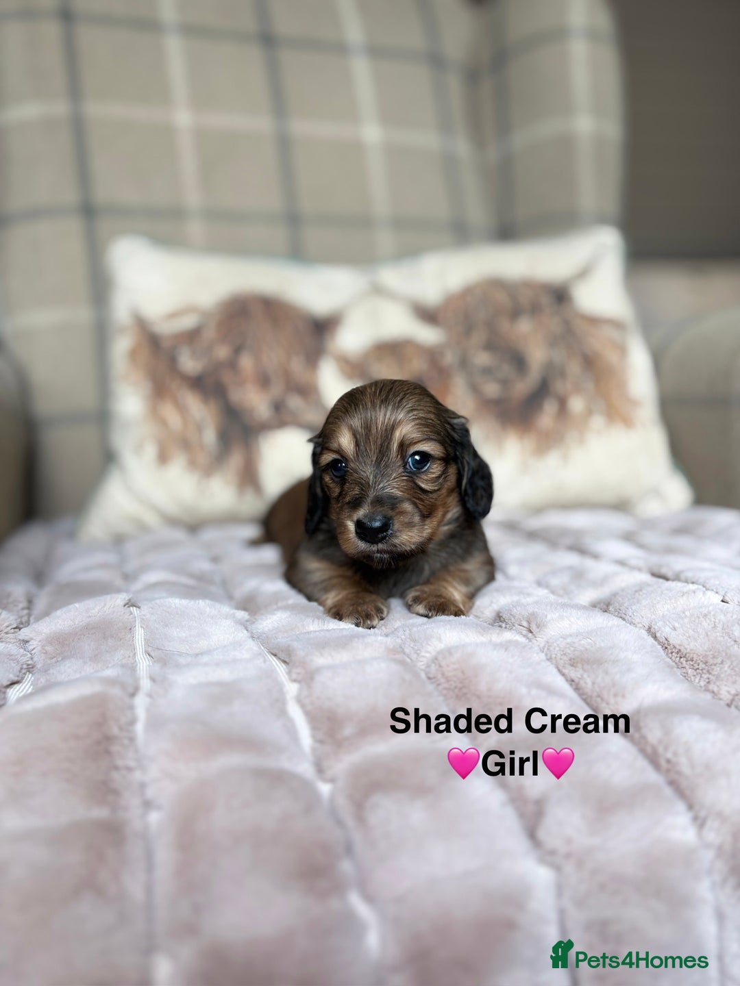 Miniature Dachshund dogs for sale: 🩷LONG HAIRED CREAM DACHSHUNDS🩵 - Advert 5