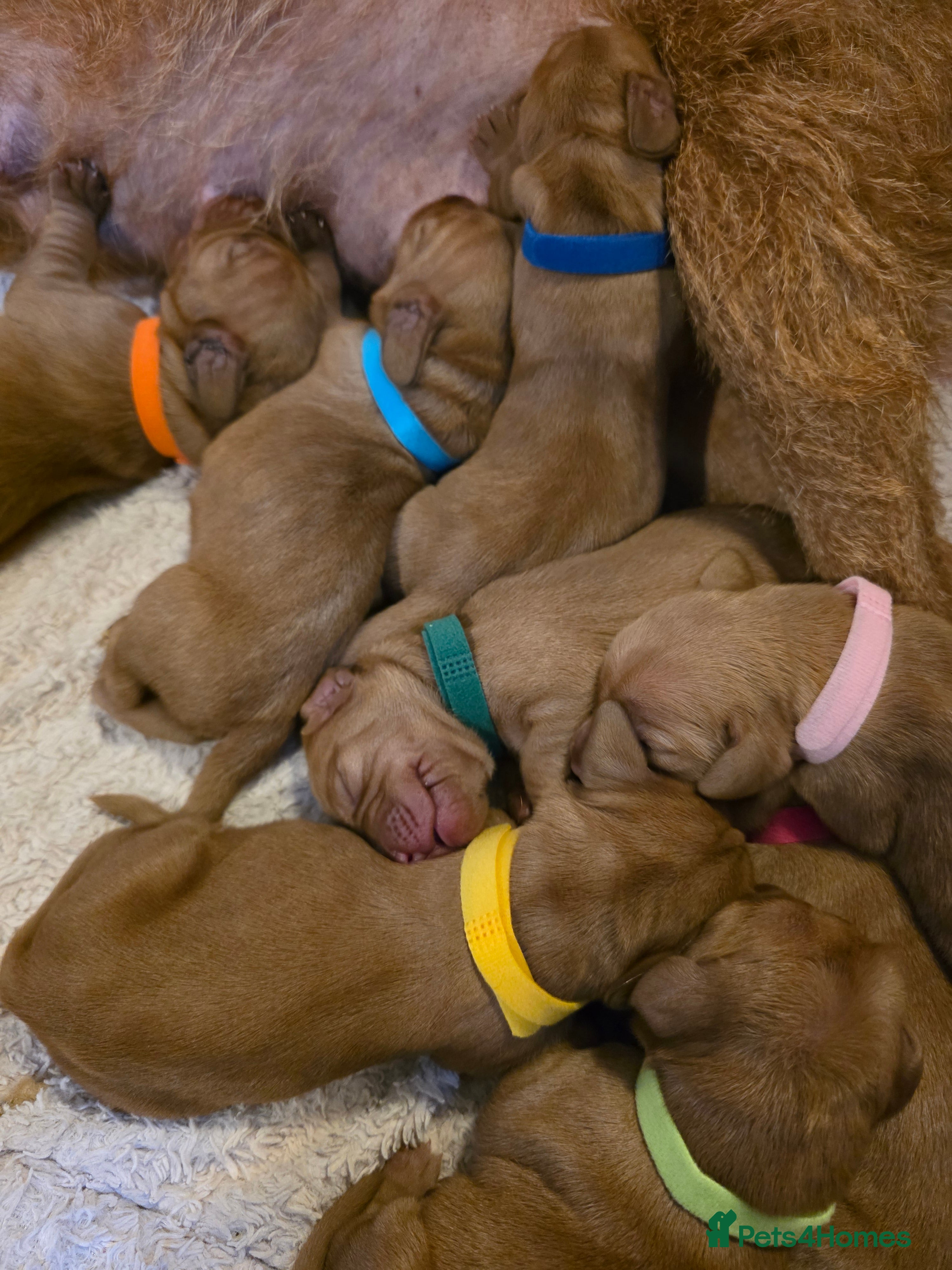 Mixed Breed dogs Hungarian vizsla cross cocker spaniel puppies - Advert 18