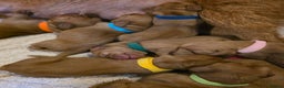 Mixed Breed dogs for sale: Hungarian vizsla cross cocker spaniel puppies - Advert 2