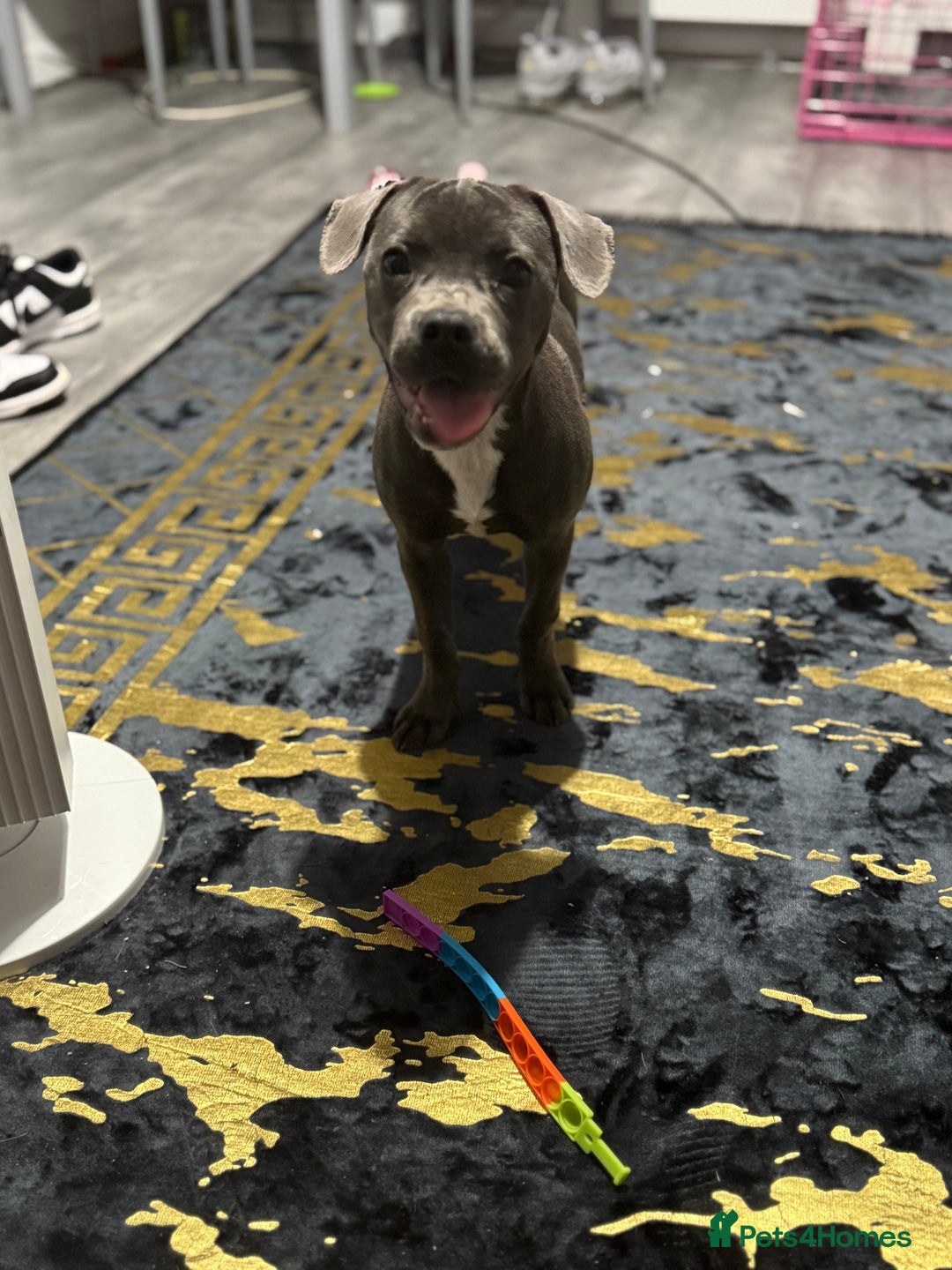 Mixed Breed dogs for sale: Blue staff cross French bulldog! - Image 3