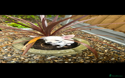 Chiweenie dogs for sale: 6 Beautiful Chiweenie Puppies *Reduced* - Advert 26