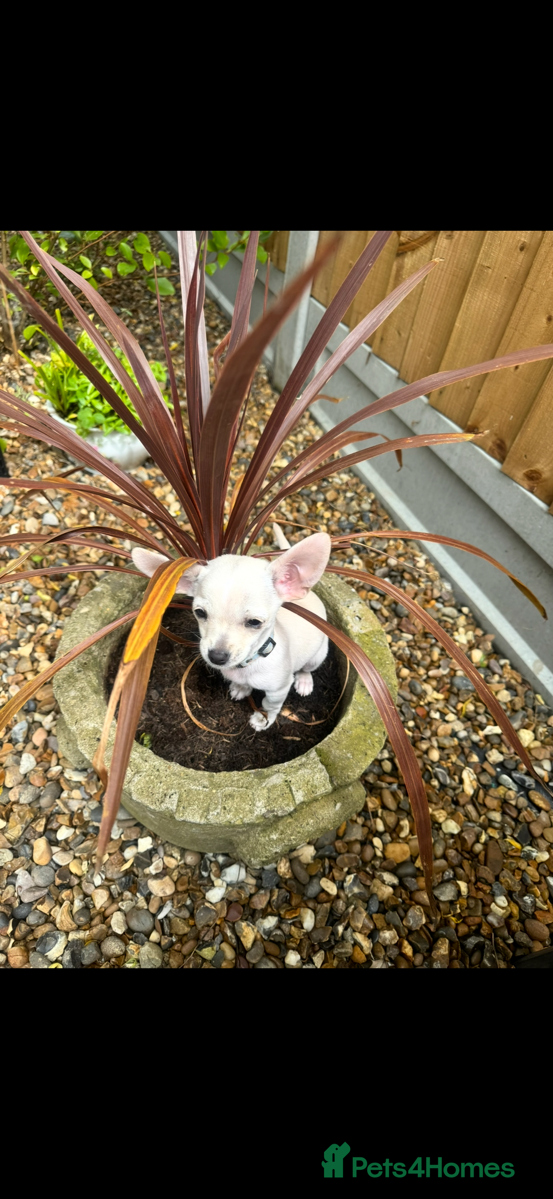 Chiweenie dogs for sale: 6 Beautiful Chiweenie Puppies *Reduced* - Advert 26