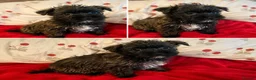 Yorkiepoo dogs for sale: 🐾 Yorkiepoo Puppies For Sale 🐾 - Advert 3