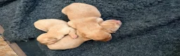 Labrador Retriever dogs for sale: Working fox Red/yellow Labradors - Advert 5