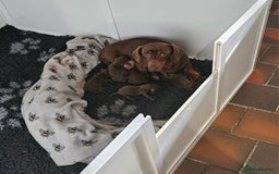 Miniature Dachshund dogs for sale:  Exquisite Miniature Dachshund Puppies  - Image 3
