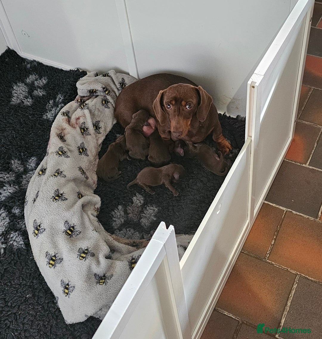 Miniature Dachshund dogs for sale:  Exquisite Miniature Dachshund Puppies  - Image 3