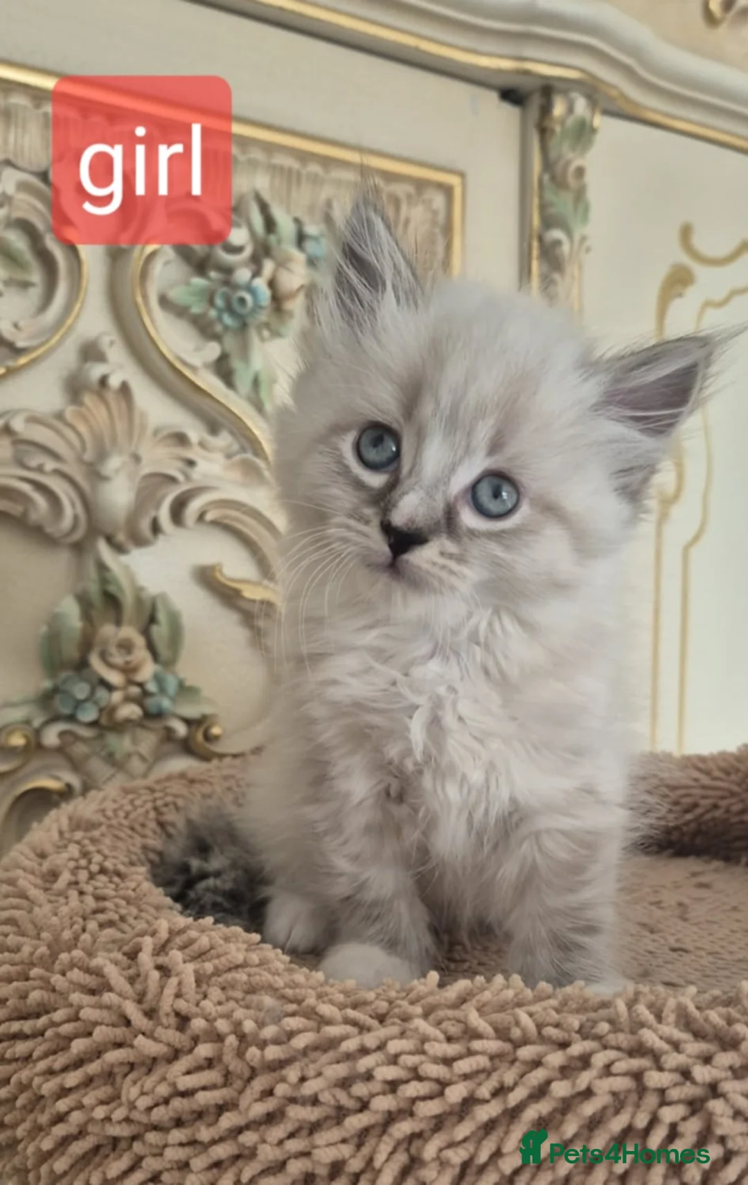 Siberian cats for sale: Siberian kittens  - Advert 5