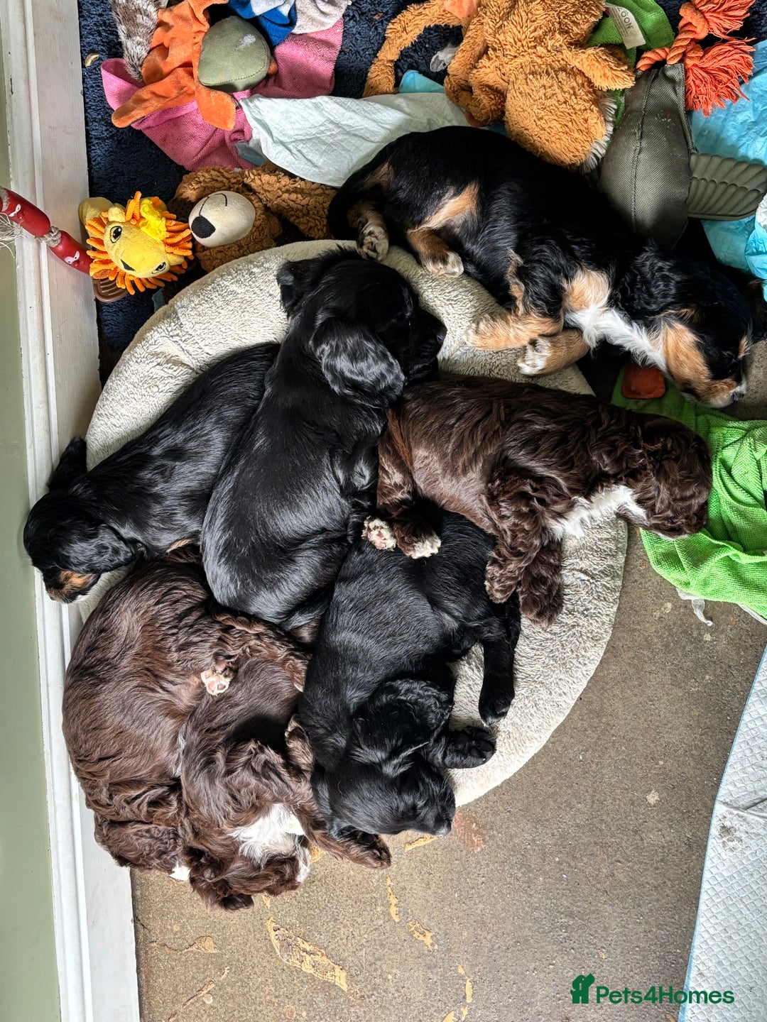 Cockapoo dogs for sale: My beautiful Cockapoo babies Ready Now  - Image 2