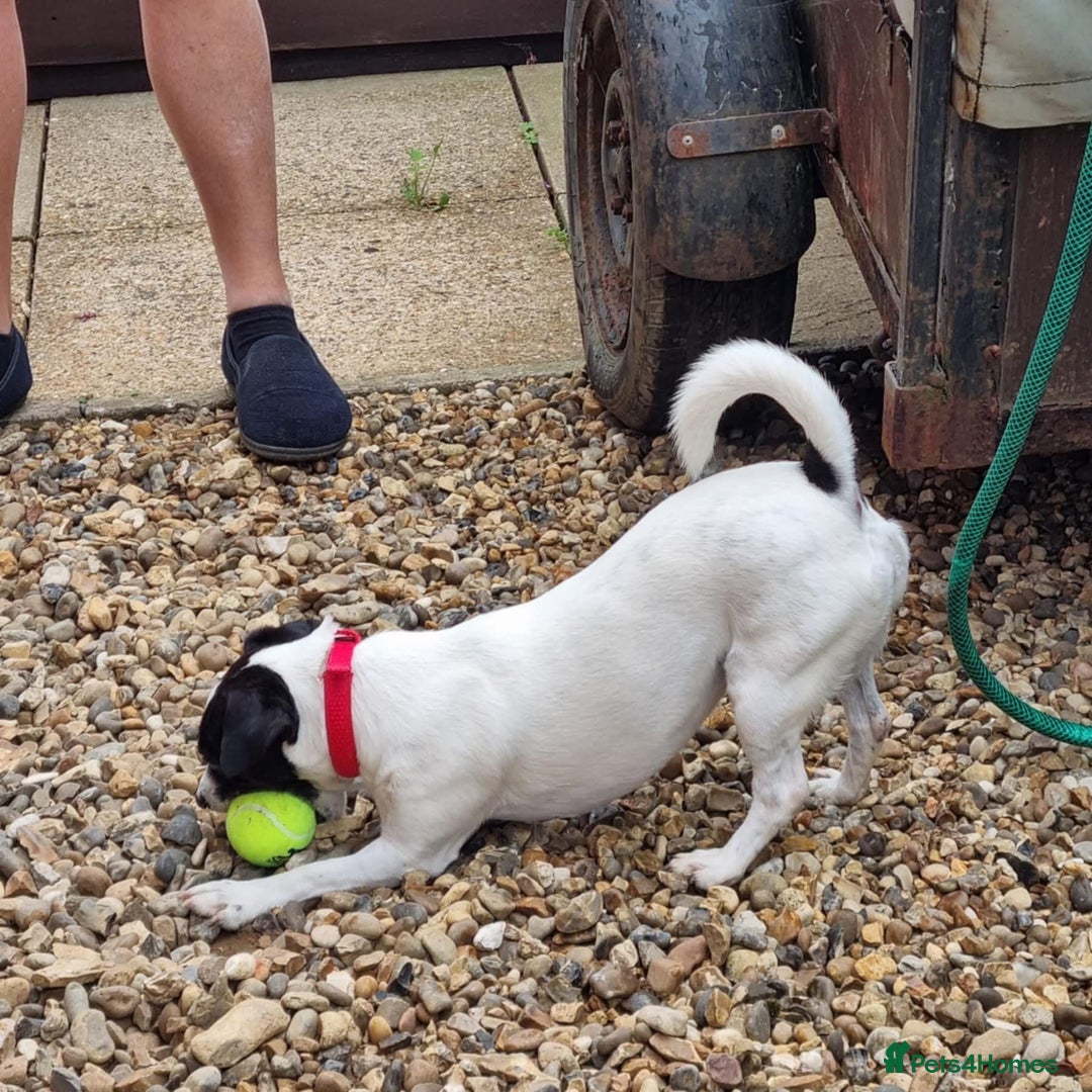 Jack Russell dogs for adoption: Brazen - Fakenham Norfolk  - Image 7