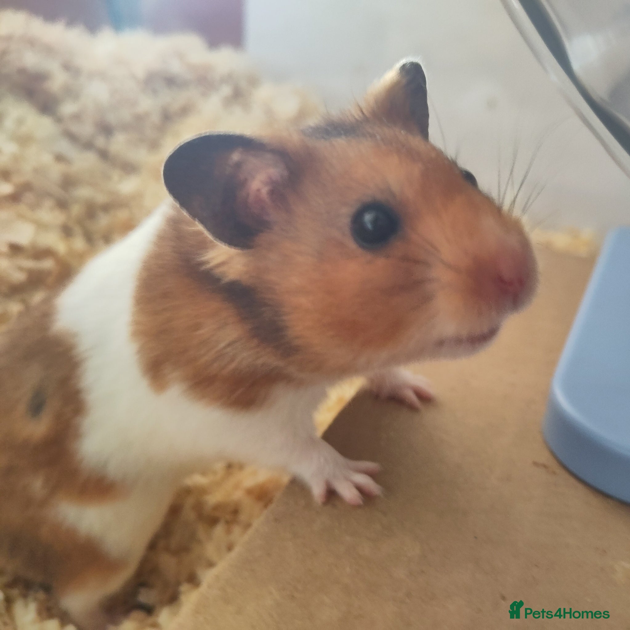 Hamster rodents Crumble | For Adoption | Male Syrian Hamster - Advert 1