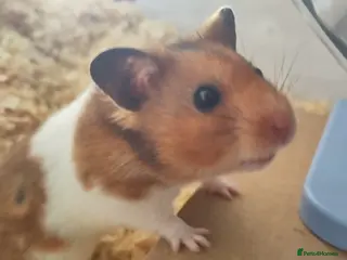 Hamster rodents for sale: Crumble | For Adoption | Male Syrian Hamster - Advert 2