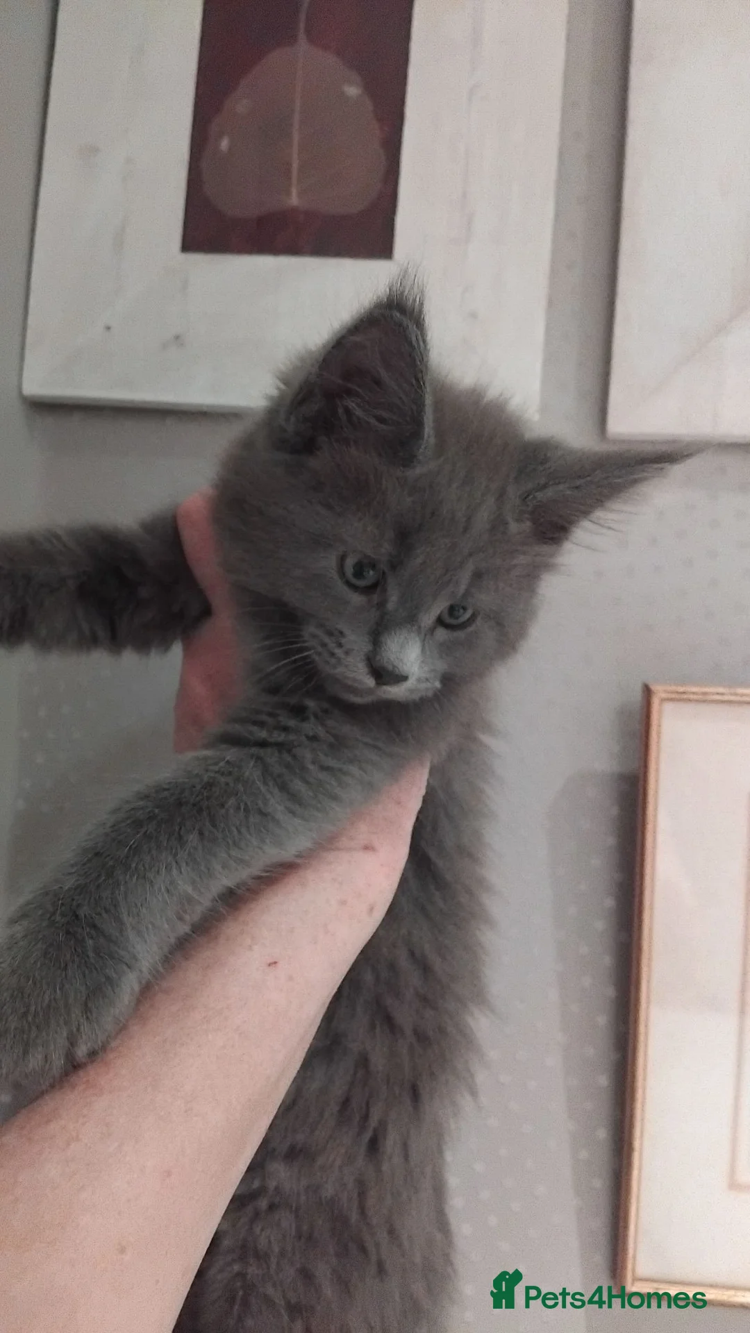 Maine Coon cats for sale: Maine coon kittens registed. Black smoke, grey, - Advert 2