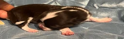 Chihuahua dogs for sale: Rare stunning chocolate chihuahua  - Advert 23