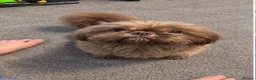 Shih Tzu dogs for sale: Beautiful miniature Shih tzu for sale  - Advert 3