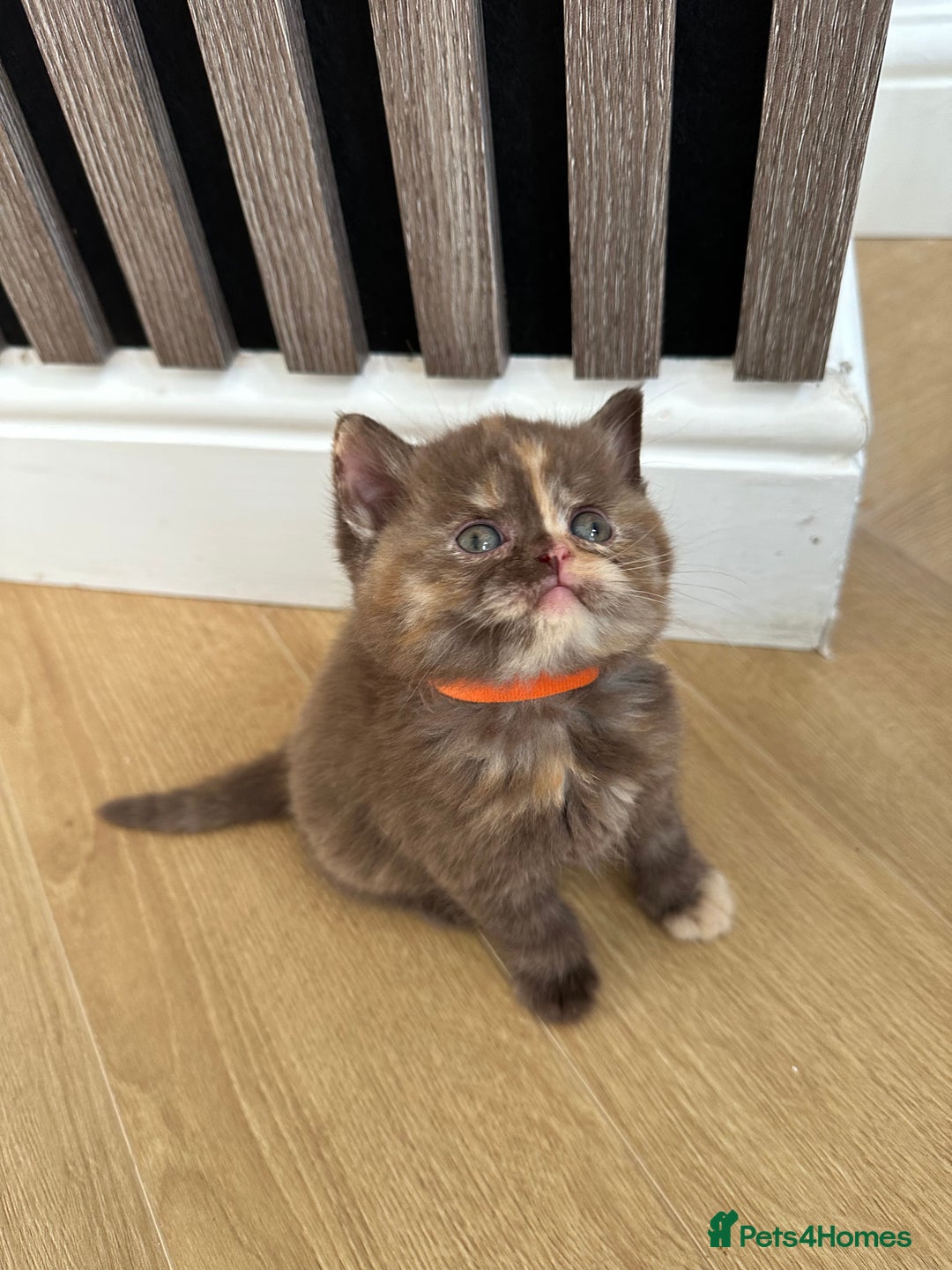 British Shorthair cats for sale: 😻Beautiful Chocolate Tortie BSH Kittens😻🎀 - Advert 20