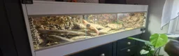 Bearded Dragon reptiles for sale: Bearded Dragon  in Bolton - Advert 7
