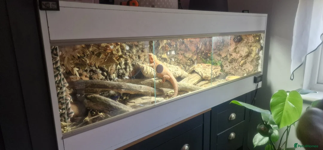 Bearded Dragon reptiles for sale: Bearded Dragon  in Bolton - Advert 7