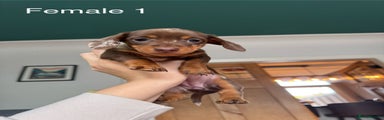 Miniature Dachshund Puppy 3 - dapple