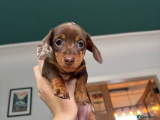 Miniature Dachshund dogs - Advert 9