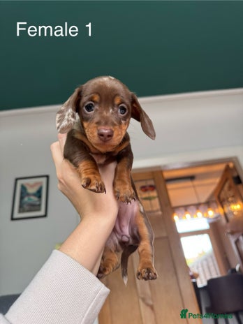 Miniature Dachshund dogs - Advert 12