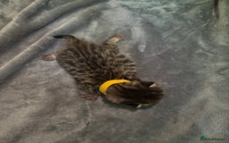 Mixed Breed cats for sale: Half bengals  - Image 6