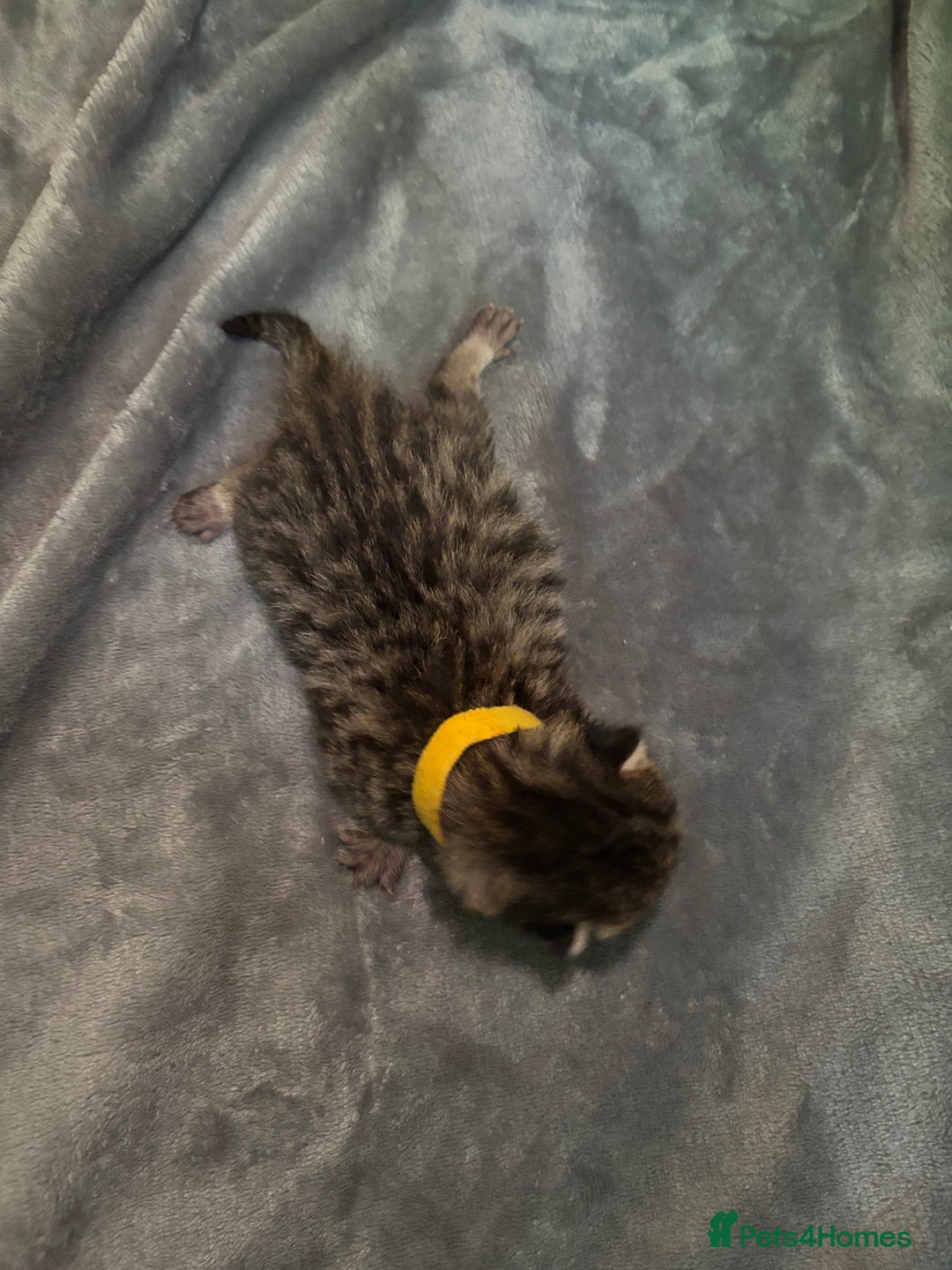 Mixed Breed cats for sale: Half bengals  - Image 6