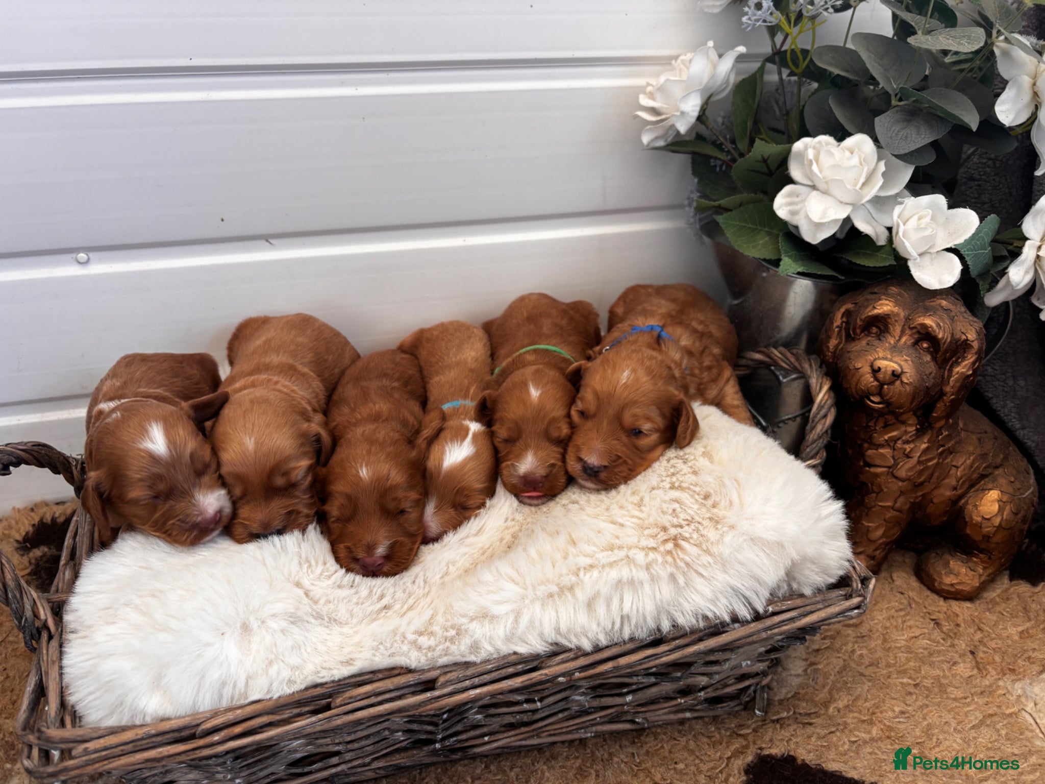 Cockapoo dogs *Hereditry Clear Cockapoo puppies 🐶* - Advert 2