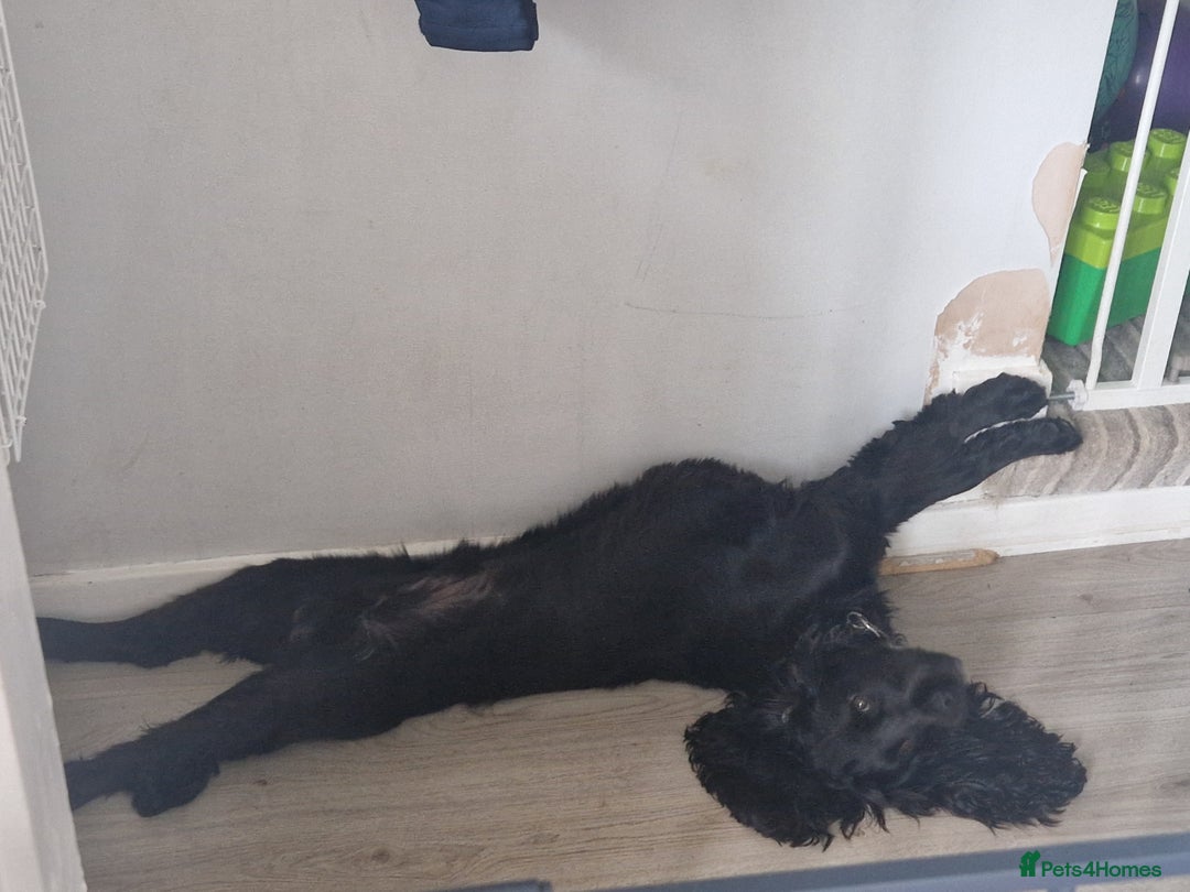 Cocker Spaniel dogs for sale: Loki  - Image 6