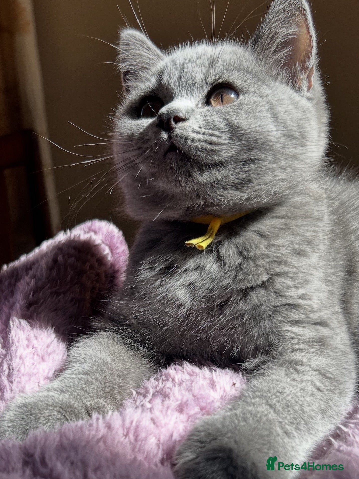 British Shorthair cats Ready 13th Sept! GCCF reg British Shorthairs  - Advert 2