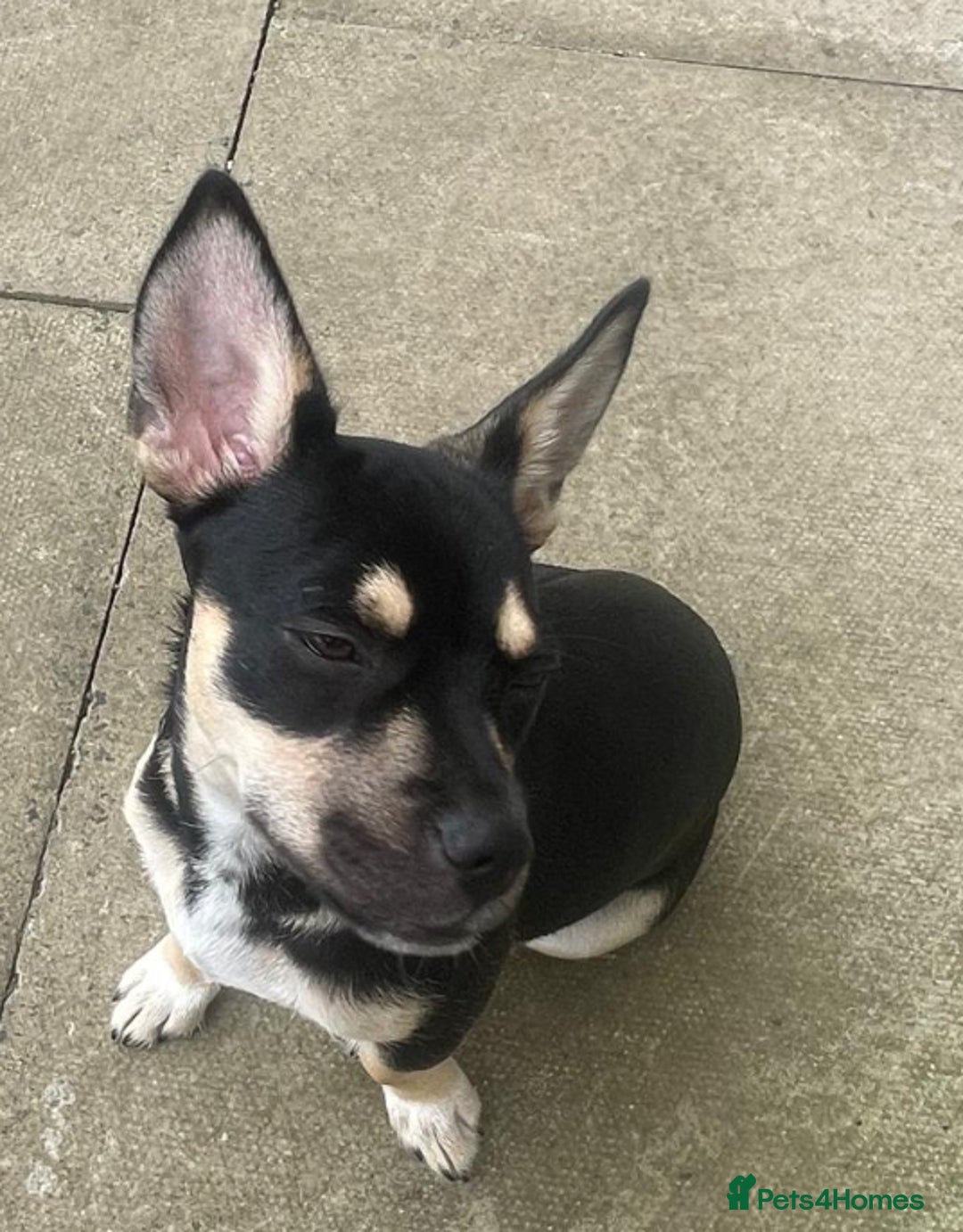 Mixed Breed dogs for sale: 10 mth old female Jack Russell/ Husky for sale - Advert 7