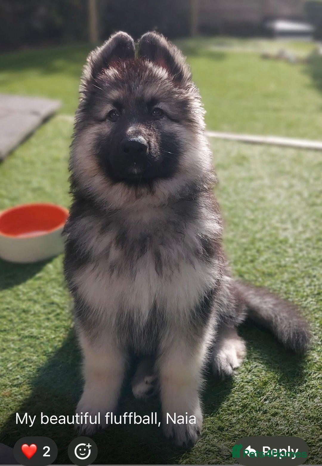 German Shepherd dogs for stud: Blue kc gsd stud  in Oldham - Image 22