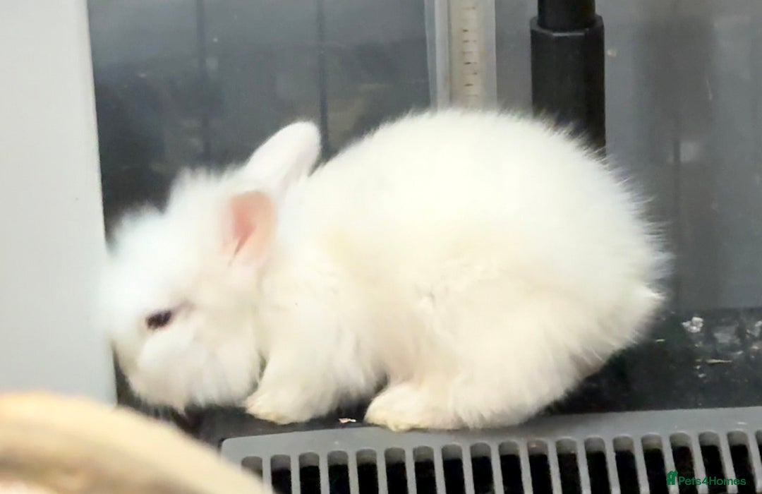 Lionhead rabbits for sale: 11 Double Maned Lionhead Babies For Sale - Advert 9