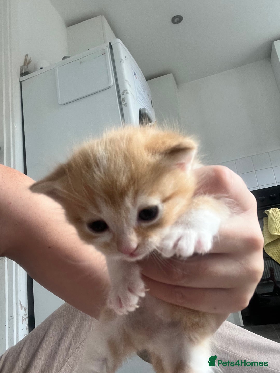 Mixed Breed cats for sale: Gorgeous ginger males  - Image 8