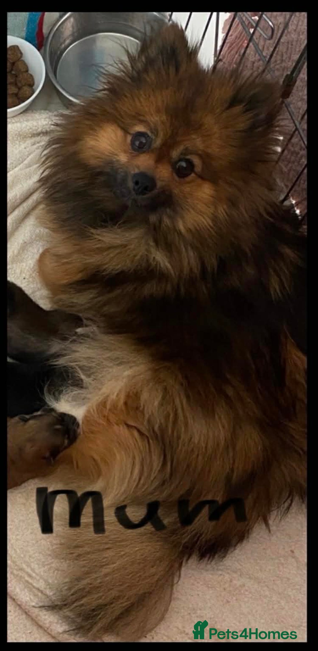 Pomeranian dogs for sale: Beautiful Pomeranians 🤍 - Advert 5