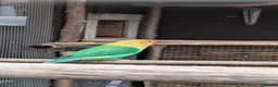 Lovebirds birds for sale: Opaline Lovebirds  in Hereford - Advert 4
