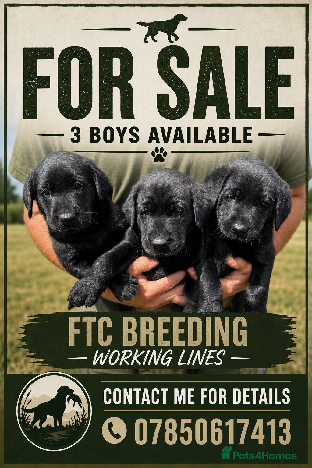 Labrador Retriever dogs Labrador puppies  - Advert 1