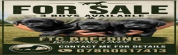 Labrador Retriever dogs for sale: Labrador puppies  in Ashbourne - Advert 1