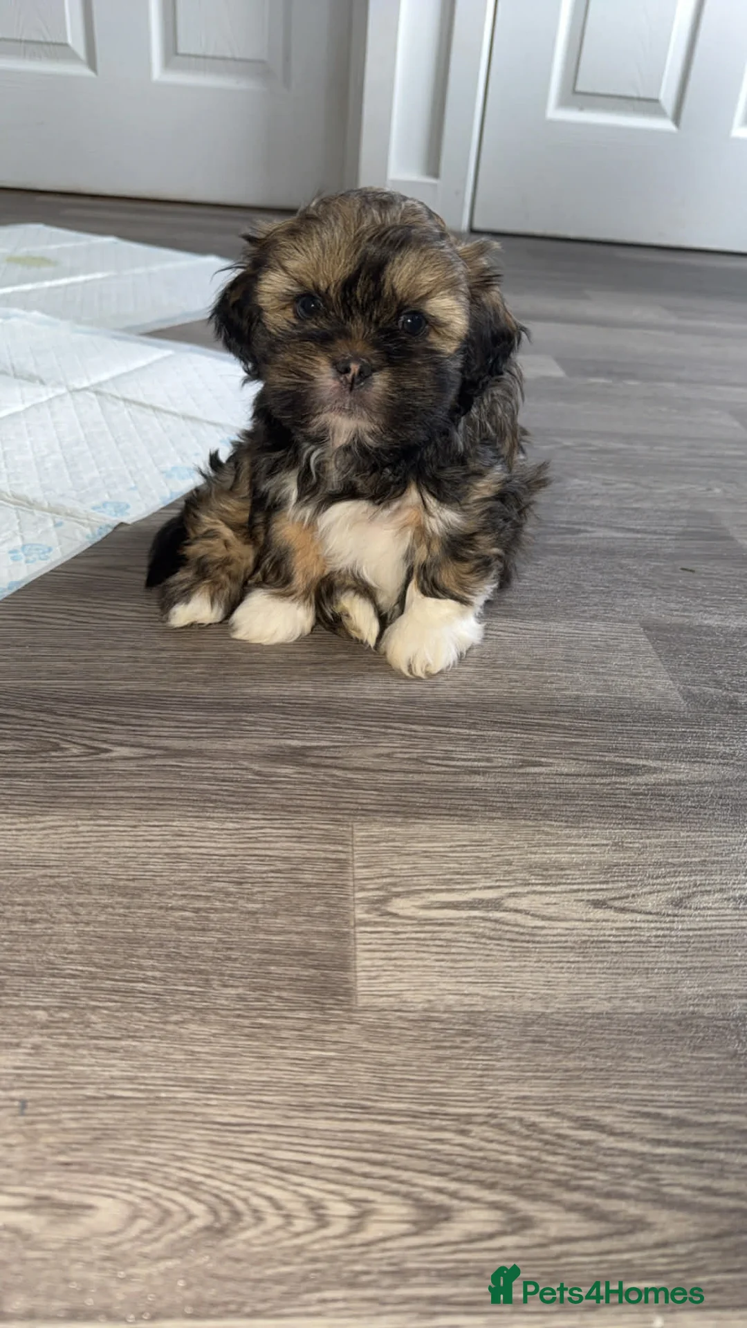 Lhasa Apso dogs for sale: Lhaso  - Advert 6