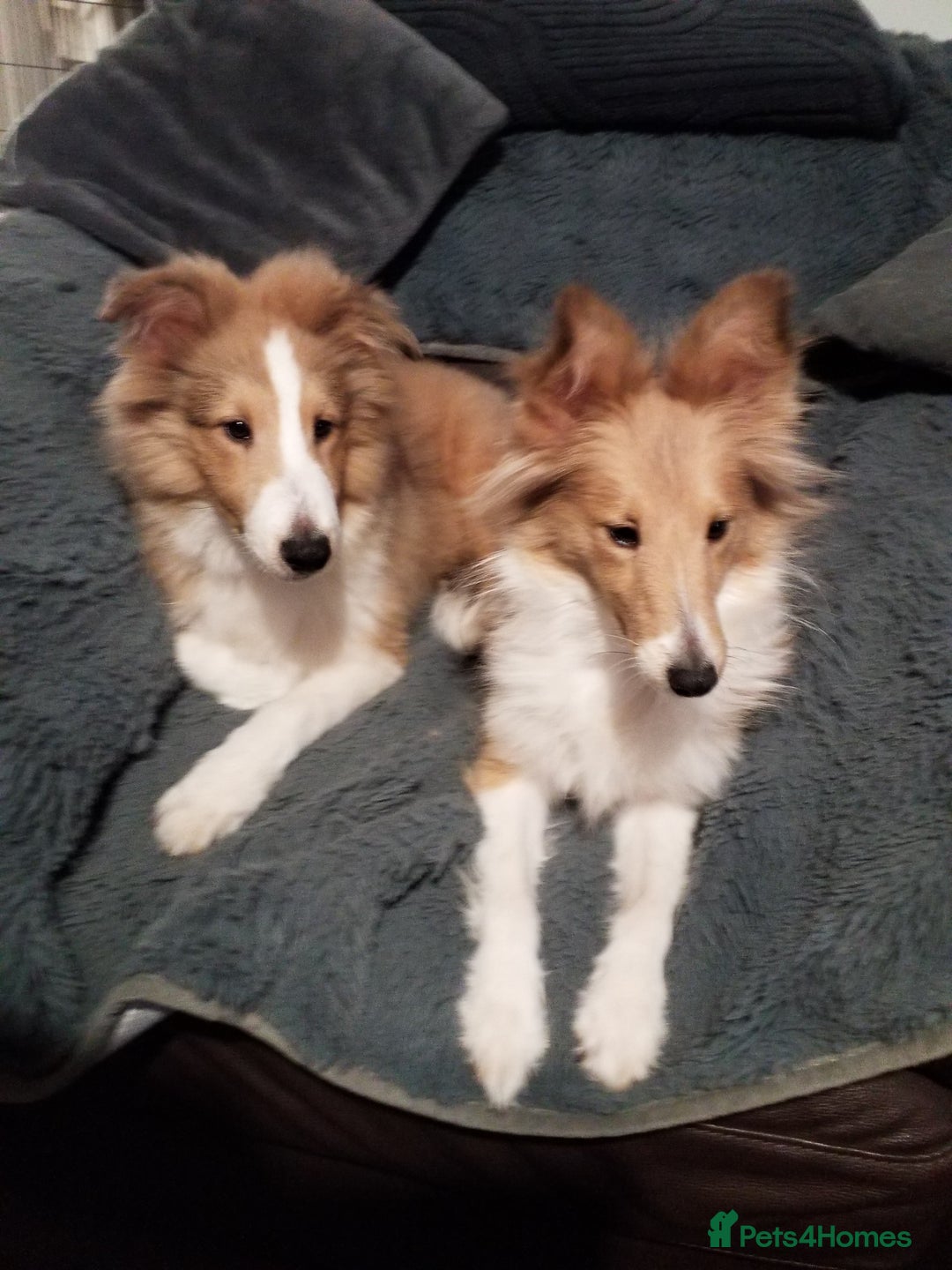 Shetland Sheepdog dogs for sale: For sale  - Advert 3