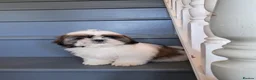 Shih Tzu dogs for sale: Adorable family raised Shih Tzu puppies for sale - Advert 2