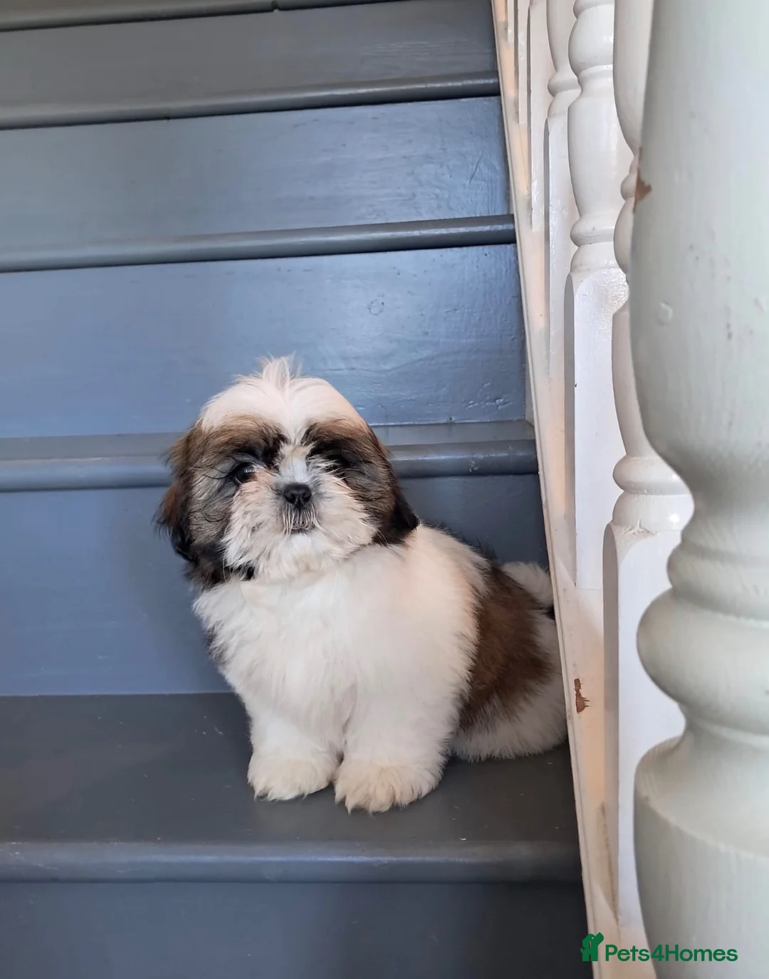 Shih Tzu dogs for sale: Adorable family raised Shih Tzu puppies for sale - Advert 2