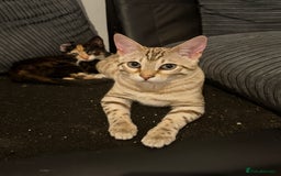 Bengal cats for sale: 6 month old male snow lynx bengal need gone asap - Image 2