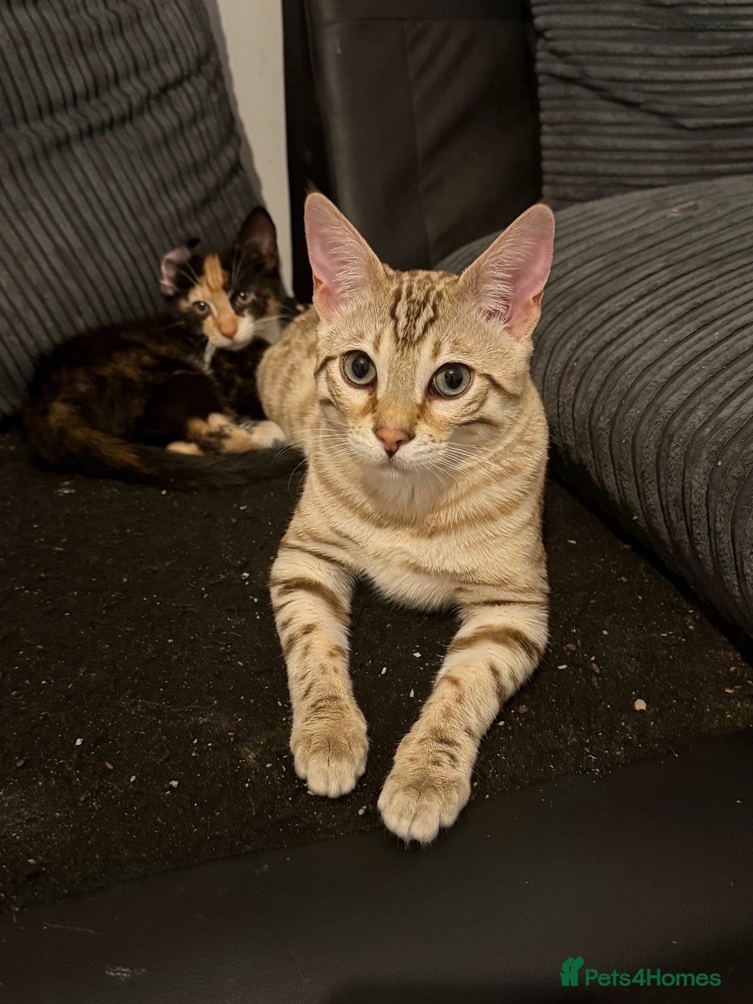 Bengal cats for sale: 6 month old male snow lynx bengal need gone asap - Image 2
