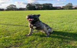 Mixed Breed dogs for sale: Togo, experienced owner only - Image 3
